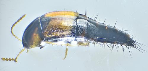 Tachyporus hypnorum